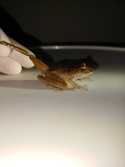 Craugastor crassidigitus