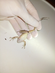 Craugastor crassidigitus