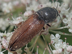 Agriotes ustulatus