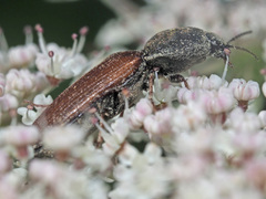 Agriotes ustulatus