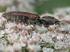 Agriotes ustulatus