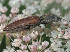 Agriotes ustulatus