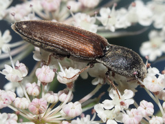 Agriotes ustulatus