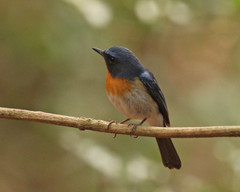 Cyornis sumatrensis
