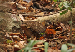 Tropicoperdix chloropus