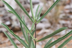 Raphionacme velutina