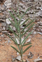 Raphionacme velutina