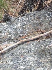 Sceloporus occidentalis