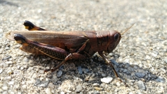 Melanoplus differentialis