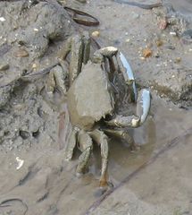 Macrophthalmus