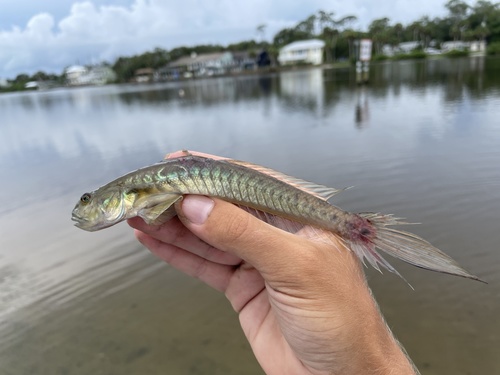 Highfin Goby (Gobionellus oceanicus) — Gobiidae — 2