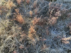 Euphorbia polycarpa