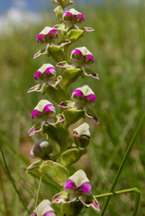 Disperis cardiophora