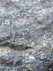 Sceloporus occidentalis
