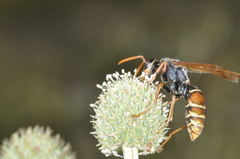 Polistes billardieri