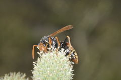 Polistes billardieri