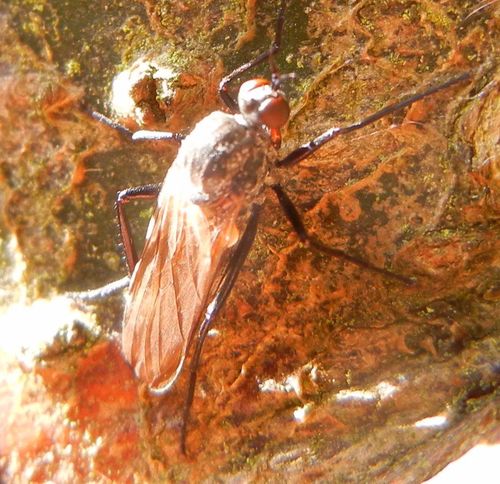 Rhamphomyia sulcata