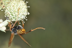 Polistes billardieri