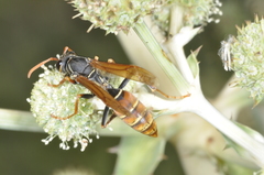 Polistes billardieri