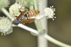 Polistes billardieri