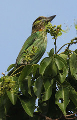 Psilopogon faiostrictus