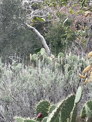 Campylorhynchus brunneicapillus sandiegensis