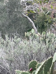 Campylorhynchus brunneicapillus sandiegensis