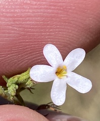 Chaenostoma tenuicaule