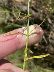 Chaenostoma tenuicaule