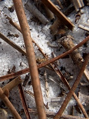 Nylanderia phantasma