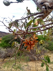 Cordia incognita