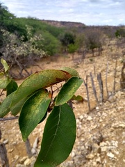 Cordia incognita