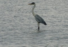 Ardea cocoi