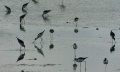 Himantopus mexicanus