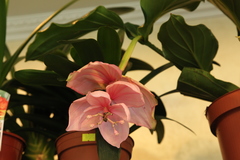 Medinilla magnifica