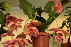 Medinilla magnifica