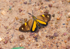 Phaeochlaena lampra