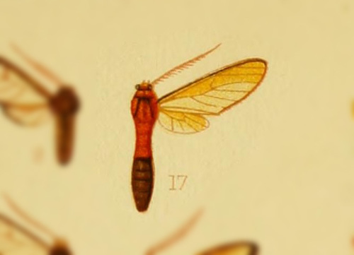 Eumenogaster affinis