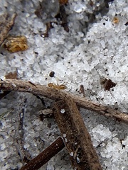 Nylanderia phantasma