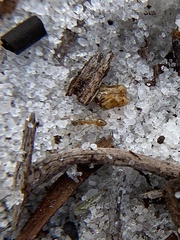 Nylanderia phantasma