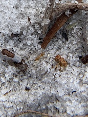 Nylanderia phantasma