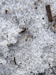 Nylanderia phantasma