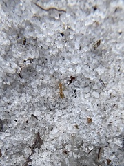 Nylanderia phantasma