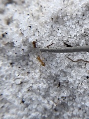 Nylanderia phantasma