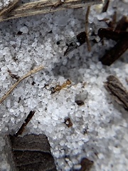 Nylanderia phantasma