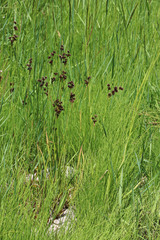 Juncus saximontanus