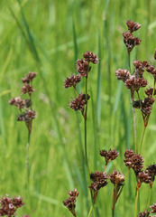 Juncus saximontanus