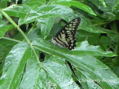 Graphium doson postianus