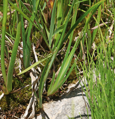 Juncus saximontanus