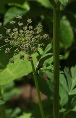 Selinum physospermifolium